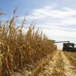 110617_harvest_corn-unlcropwatch-150x150997521-1