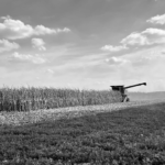 cornharvest-150x150448678-1
