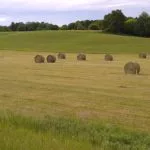 hay-bales-1-150x150311159-1