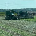 laracha-farms-2023-pickle-cucumber-harvest_nh-150x150157959-1