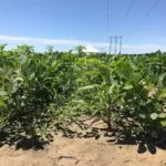 190625_weeds-in-soybeans-150x150801567-1