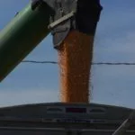harvest-corn-dennis-2020-150x150207542-1