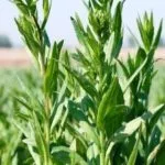 camelina-150x150243170-1