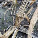 weak-corn-stalk_nwmo_sept2023-150x150812488-1