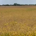 230914_soybeans_coloring_md-150x15021778-1