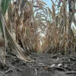 corn_mo_2023-150x150924092-1