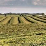 060518_alfalfa_md-150x150207894-1