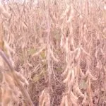 soybeans-mid-october-ready-for-harvest-10-16-edit-150x150691788-1