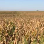 corn-west-point-early-september-drought-9-20-2-150x150441789-1