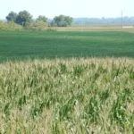 corn-and-soybeans-concordia-mo-august-5-2020-150x150749398-1