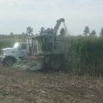 23-irrigated-corn-12-14-foot-150x150992449-1