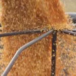 corn-harvest-02-150x150486554-1