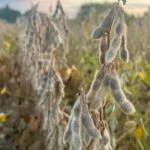 soybeans_leavesdrop_sept2023_mo-150x150634868-1