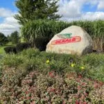 dekalb-150x150126522-1