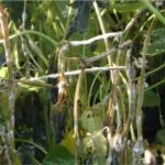 white-mold-carl-150x150799990-1