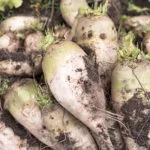 sugarbeets-150x150298654-1