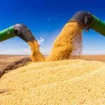 soybean-harvest-3-150x150148307-1