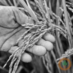 rice400x400-150x150479354-1
