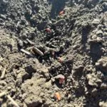 lack-of-winter-wheat-emergence2_sd_2022-150x150229554-1