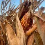 corn3_harvest_sept2023-150x150210516-1
