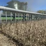 photo-courtesy-of-weldon-farms-2023-soybean-harvest_nh-150x15054175-1