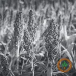 sorghum-150x150127879-1