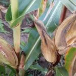 2023-corn-near-harvest-je-wb3-150x150337967-1