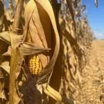mo-corn-harvest_sept2023_4-150x150348998-1