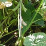 120517_white_mold_md-150x150934532-1