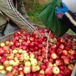 apples8-150x150534407-1