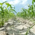 corn-with-fertilizer-150x150258740-1