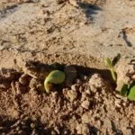 soybean-seedlings-150x150844688-1