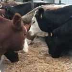 sdsu-extension-corn-as-livestock-feed-150x150988322-1