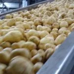 loading-potatoes-150x150714477-1