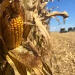 mo-corn-harvest_sept2023_3-150x150591652-1