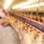 chickens-150x150440741-1