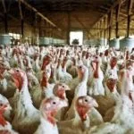 turkey-farm-150x150404069-1