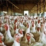 turkey-farm-150x150218967-1