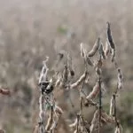 nh_2022-mi-soybean-harvest-field-day-soy-150x150834147-1