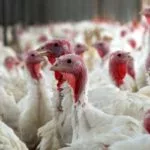 turkeyfarm-600x400-1-150x150911032-1