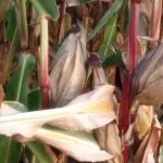 2023-corn-near-harvest-je-wb4-150x150199365-1
