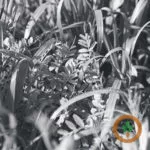 covercrops-150x150119112-1