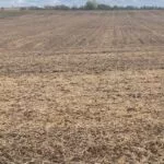 231004_soybeans_harvested_md-150x150512859-1