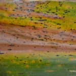 tar-spot-u-of-i-150x150535382-1