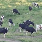 dairy-cows-in-pasture1-150x150166341-1
