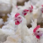 poultry-150x150586144-1