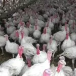 181018_turkeys_md-150x15032488-1