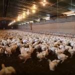 190819_broilers_md-150x150317516-1