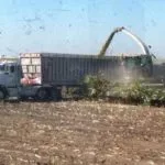 silage-harvest-150x150787818-1