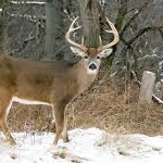 deer-150x150322802-1